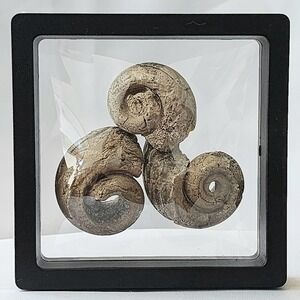 Late Cretaceous Period Authentic Ammonite‎ Fossil Display Detail Rare Hand Mined